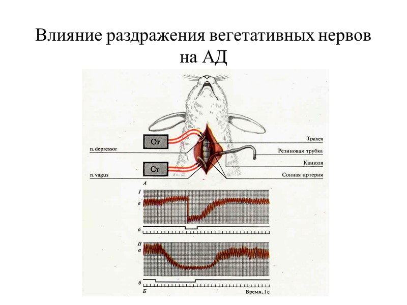Влияние раздражения вегетативных нервов на АД